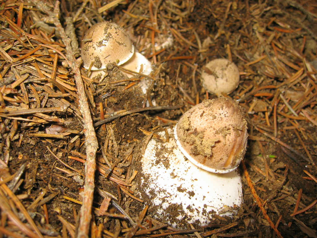 La nativit (Macrolepiota procera)